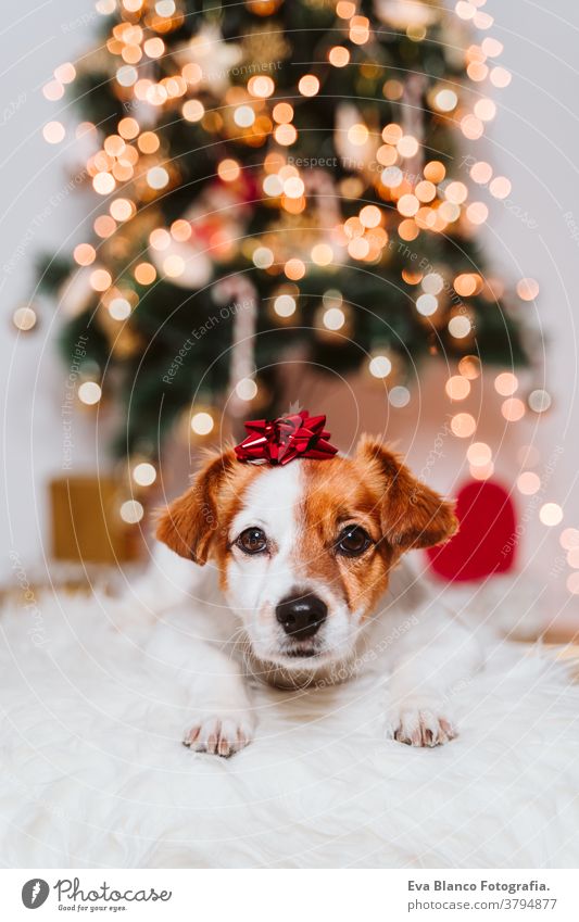 süßer Jack-Russell-Hund zu Hause am Weihnachtsbaum mit rotem Geschenks-Spitzenschmuck auf dem Kopf Adoption annehmen Weihnachten im Innenbereich Haustier