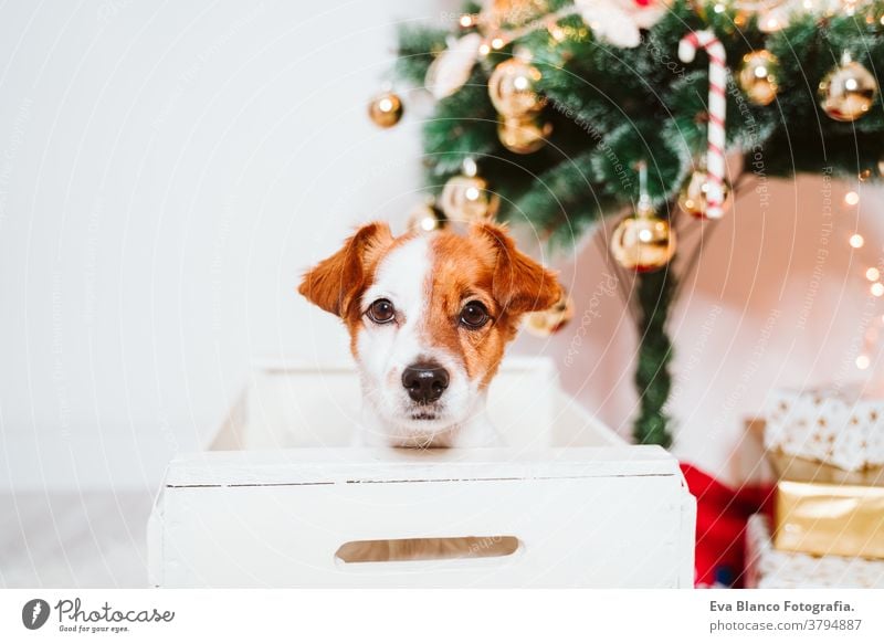 süßer Jack-Russell-Hund in eine Schachtel zu Hause am Weihnachtsbaum jack russell Kasten Weihnachten Baum heimwärts Geschenk Adoption annehmen im Innenbereich