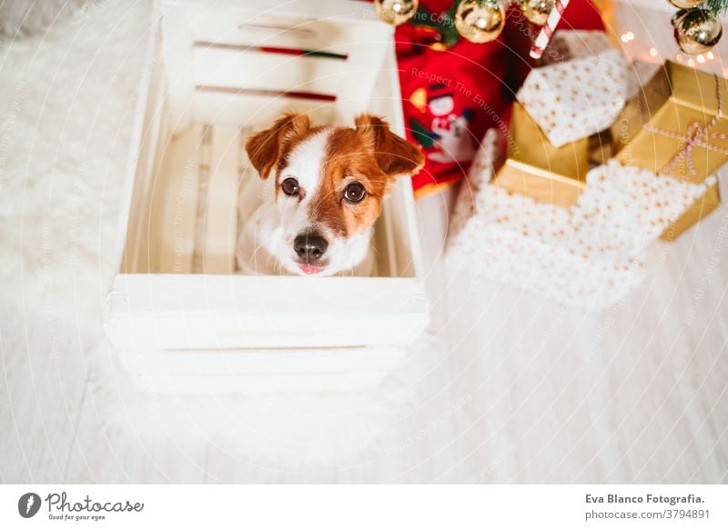 süßer Jack-Russell-Hund in eine Schachtel zu Hause am Weihnachtsbaum jack russell Kasten Weihnachten Baum heimwärts Geschenk Adoption annehmen im Innenbereich