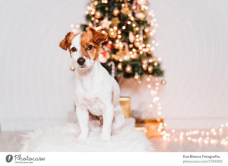 süßer jack russell hund zu hause am weihnachtsbaum Adoption annehmen Hund Weihnachten im Innenbereich Haustier niedlich heimwärts Atelier rot Weihnachtsmann