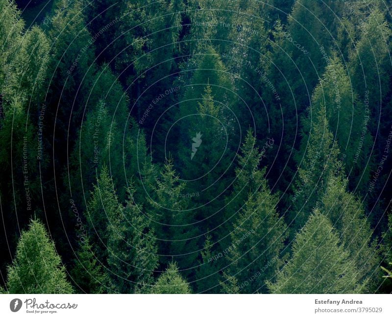 Kiefernwald, Landschaft Baum Wald Nadelwald Pflanze Nadelbaum grün Außenaufnahme Umwelt Farbfoto Sonnenlicht Natur Tag Wachstum im Freien