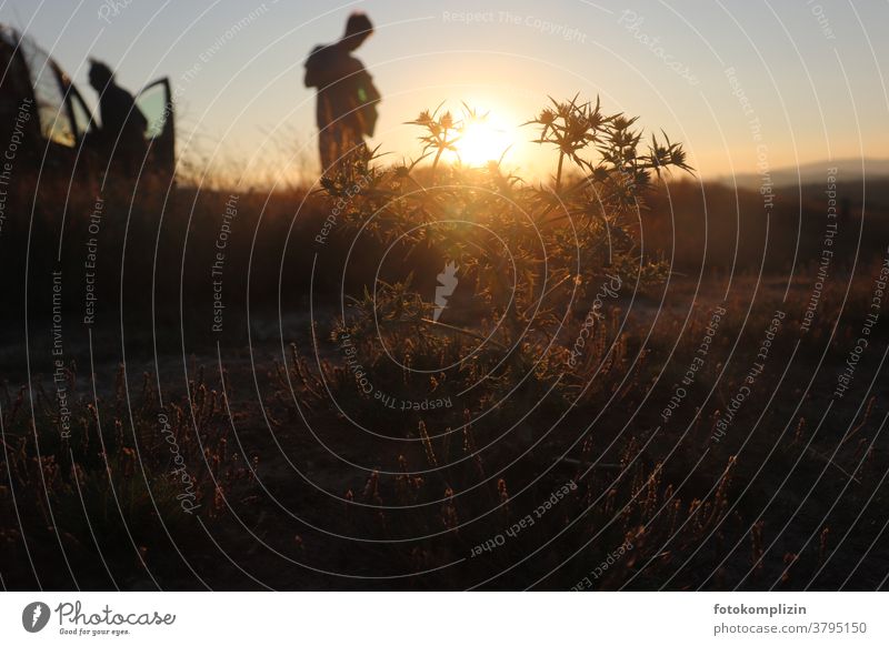 Distel im goldenen Sommerabend-Licht mit zwei verschwommenen Figuren im Hintergrund Autoreise Ferien & Urlaub & Reisen Naturliebe Reisender Reiseerinnerungen