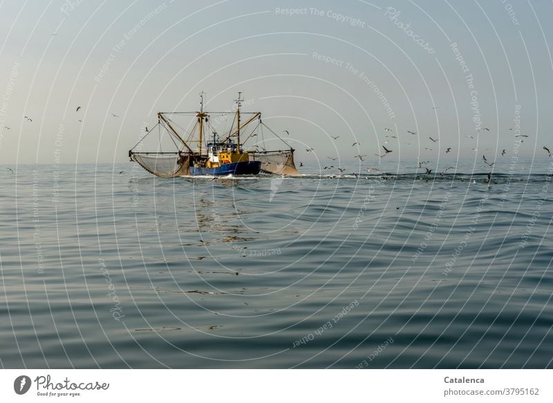 Ein Krabbenkutter auf der Nordsee mit ausgebreiteten Netzen zieht einen Möwenschwarm hinter sich Fischerei Nordseekrabbe Nordseegarnele Tier Nahrungsmittel