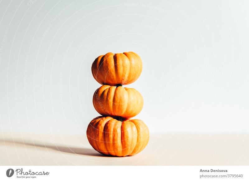 Winzige orangefarbene Kürbisse. Herbst-Konzept weiß Hintergrund Schatten saisonbedingt neblig Feier Dekoration & Verzierung Feiertag Natur Ernte Saison fallen