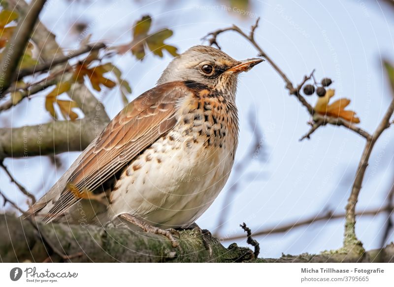 Wacholderdrossel im Baum Turdus pilaris Drossel Kopf Schnabel Auge Feder Flügel Tiergesicht Krallen Vogel Wildtier gefiedert beobachten Blick nah Nahaufnahme