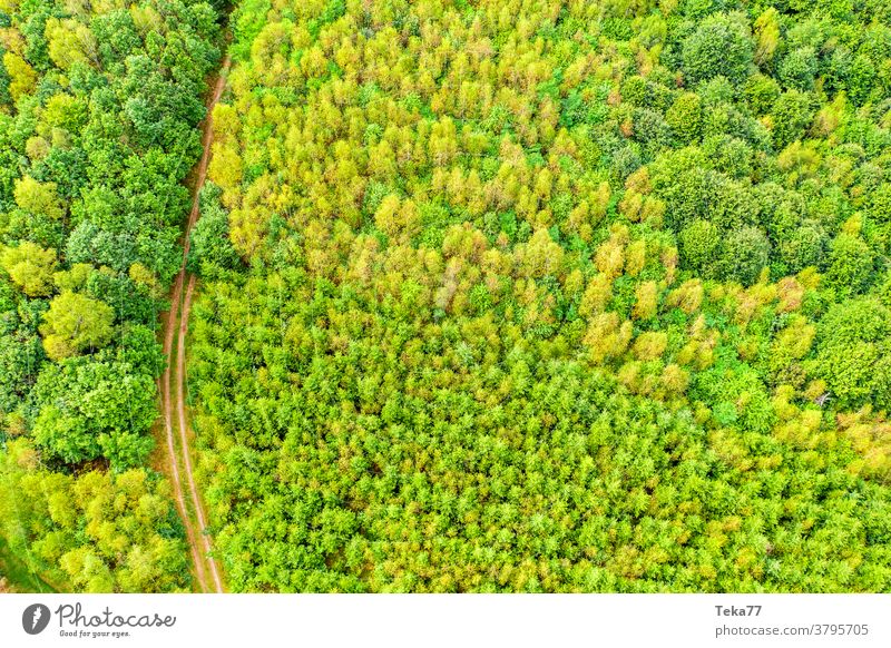 ein Mischwald und ein Waldweg von oben Sonne sonnig Baum Bäume Gras Natur Wald von oben Schneise Waldlandschaft