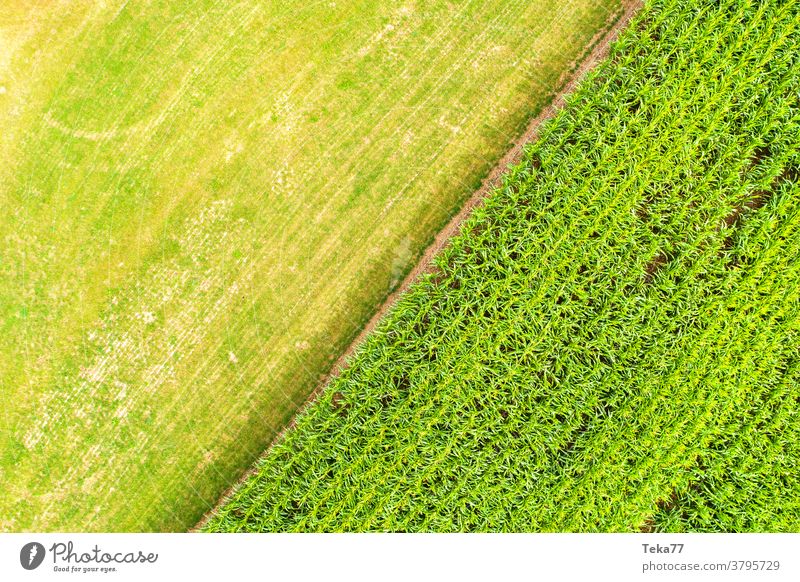 ein Getreidefeld und eine Wiese von oben Maisfeld Landwirtschaft Ackerland grün Gras Feld Natur sonnig