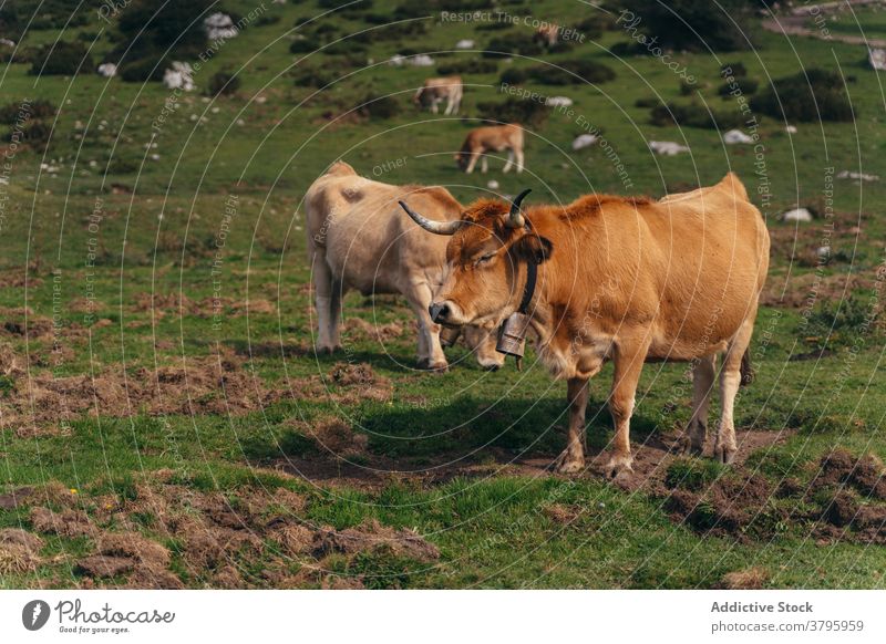 Aubrac-Rinder grasen auf einer saftigen Weide Kuh weiden Tier Ackerland Viehbestand Säugetier Zoologie rot üppig (Wuchs) Wiese Feld Natur Bauernhof ländlich