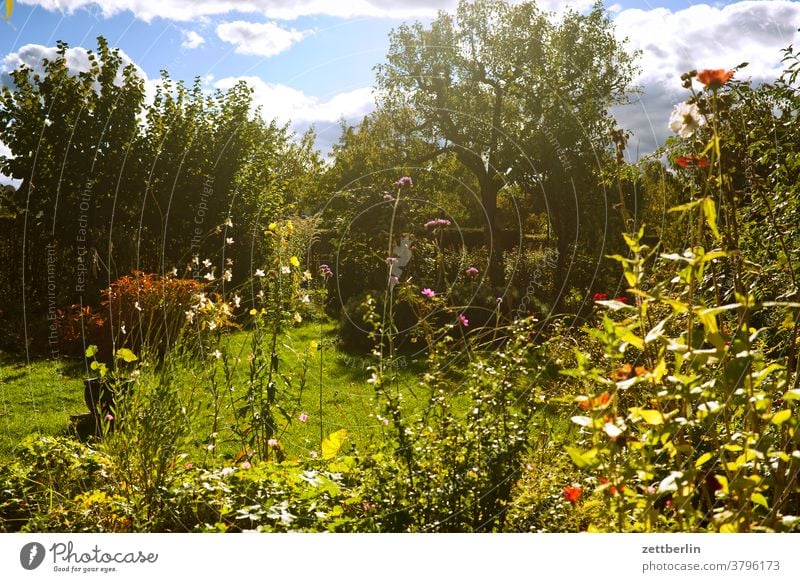 Spätsommer im Garten ast baum blume blühen blüte erholung ferien garten gras herbst himmel kleingarten kleingartenkolonie menschenleer natur pflanze rasen ruhe