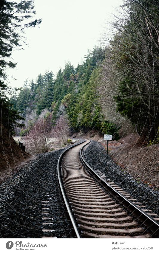 Eisenbahnschienen im Wald Gleise Zug Verkehr Transport reisen Bahnhof Bahnfahren Außenaufnahme fallen Stimmung Spuren grün grau dunkel braun