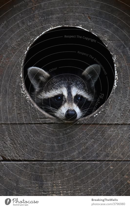 Baby-Waschbär schaut aus dem runden Hausfenster klein jung jugendlich Porträt niedlich Fenster hölzern Blick Fotokamera Nahaufnahme Gesicht Kopf lustig Tier