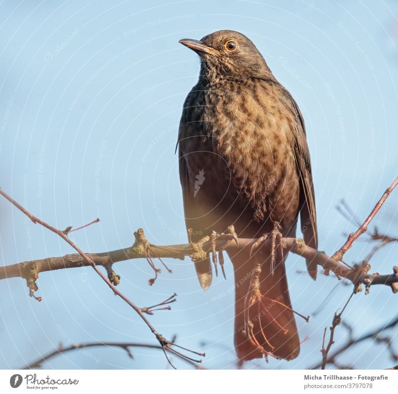 Amsel im Sonnenschein Turdus merula Tierporträt Tiergesicht Kopf Schnabel Auge Feder Flügel Vogel Natur Wildtier Sonnenlicht Licht Blick in die Kamera