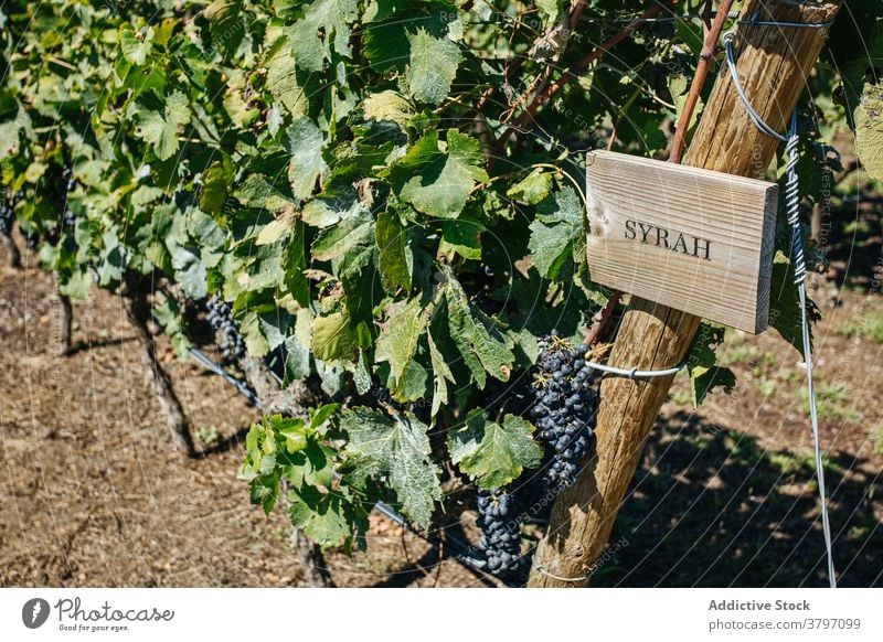 Trauben von reifen Trauben am Weinstock im Sonnenlicht Haufen Bodenbearbeitung Frucht süß Vitamin Weinberg Schonung Sommer wachsen lecker hell Blatt gespitzt