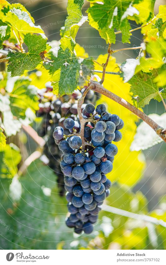 Trauben von reifen Trauben am Weinstock im Sonnenlicht Haufen Bodenbearbeitung Frucht süß Vitamin Weinberg Schonung Sommer wachsen lecker hell Blatt gespitzt