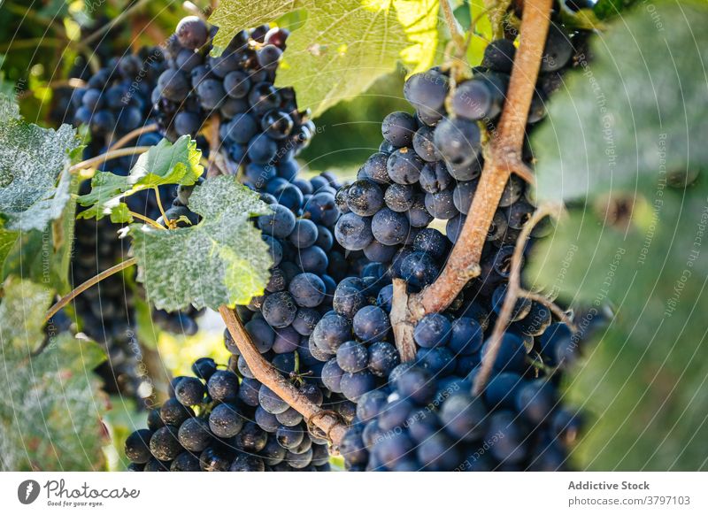 Trauben von reifen Trauben am Weinstock im Sonnenlicht Haufen Bodenbearbeitung Frucht süß Vitamin Weinberg Schonung Sommer wachsen lecker hell Blatt gespitzt