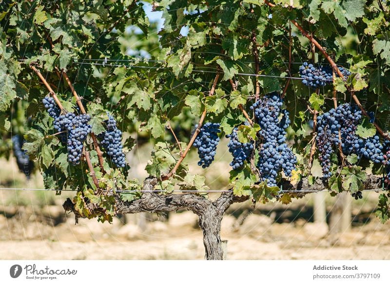 Trauben von reifen Trauben am Weinstock im Sonnenlicht Haufen Bodenbearbeitung Frucht süß Vitamin Weinberg Schonung Sommer wachsen lecker hell Blatt gespitzt