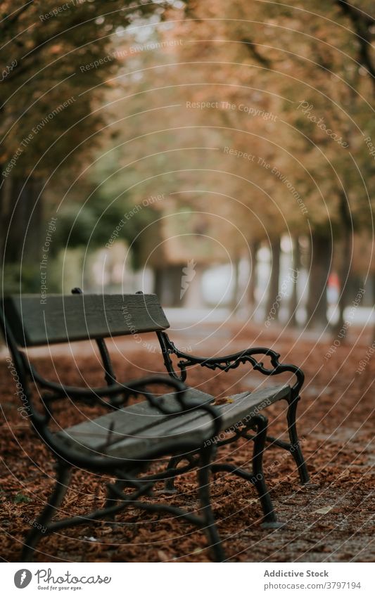 Leere Gasse mit Bank im Park im Herbst Atmosphäre trist Laubwerk Saison Blatt trocknen fallen braun wolkig Pflanze Weg Windstille ruhig friedlich alt hölzern