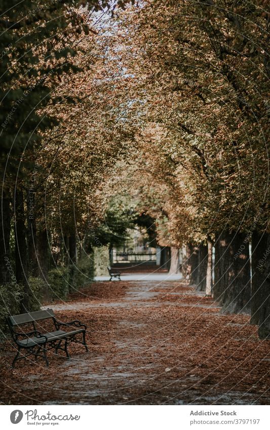 Leere Gasse mit Bank im Park im Herbst Atmosphäre trist Laubwerk Saison Blatt trocknen fallen braun wolkig Pflanze Weg Windstille ruhig friedlich alt hölzern