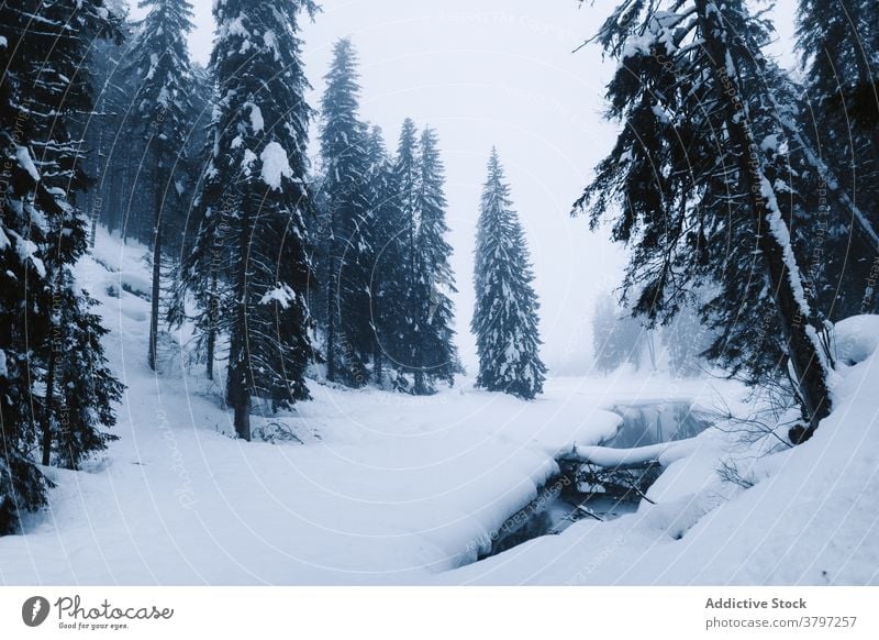 Nebliger Winterwald und Flusslandschaft Wald Schnee Nebel kalt Landschaft Fichte Natur wild ruhig Wasser Baum Wälder Waldgebiet nadelhaltig Umwelt Wetter