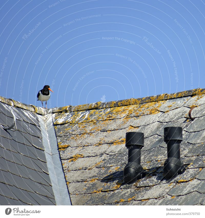 Vogelklorutsche Wolkenloser Himmel Schönes Wetter Küste Nordsee Meer Haus Dach Dachrinne Schornstein 1 Tier Idylle Austernfischer verwittert Vogeldreck