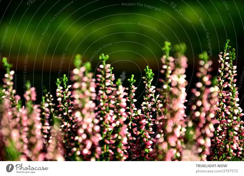 Winterhartes Grün. Erica macht mir Freude. Blüten rosarot. erica Erika Heidekraut Garten Gartenpflanze Natur Grabschmuck blühend winterhart grün Spitzen violett