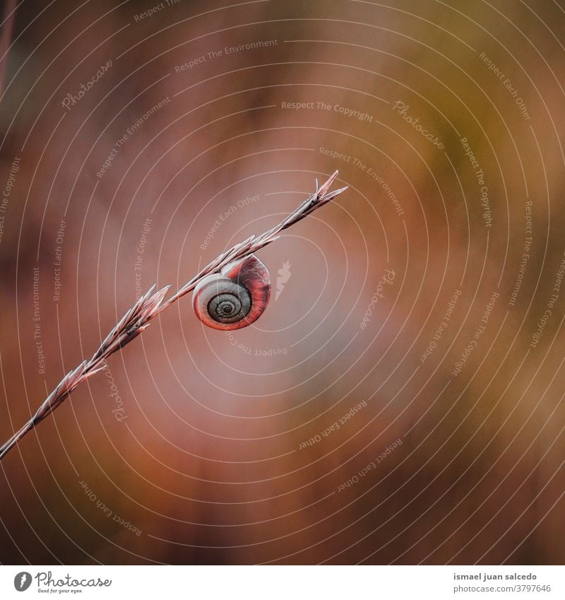 schöne kleine braune Schnecke auf der Blüte im Herbst Riesenglanzschnecke Tier Wanze Insekt wenig Panzer Spirale Natur Pflanze Blume Garten im Freien