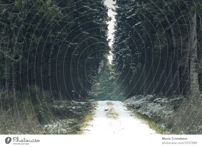 Frostbedeckter Wald während der Wintersaison Winterwald dunkel und launisch Winterstimmung Winterlandschaft geheimnisvoll Schnee Umwelt Wetter Menschenleer