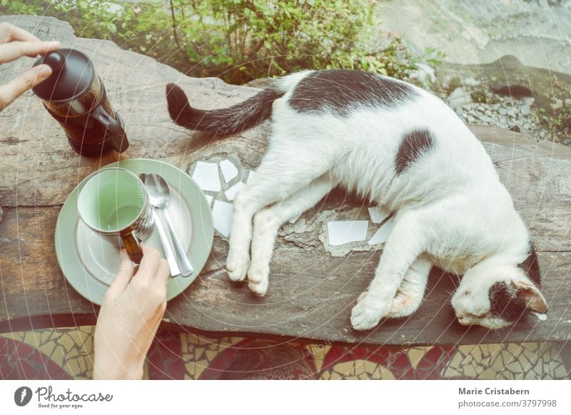 Entspannende Kaffeezeit mit einer Hauskatze, die die frische Ästhetik des Frühlings, Wellness und Einfachheit des Lebens zeigt Frühlingsästhetik Lebensbilanz