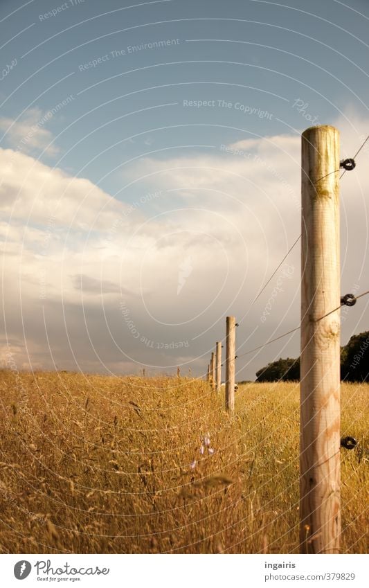 Grenzenlos? Natur Landschaft Pflanze Erde Luft Himmel Wolken Gewitterwolken Sommer Wetter Gras Wiese Feld Zaunpfahl Weide Draht Drahtzaun Holz Metall leuchten