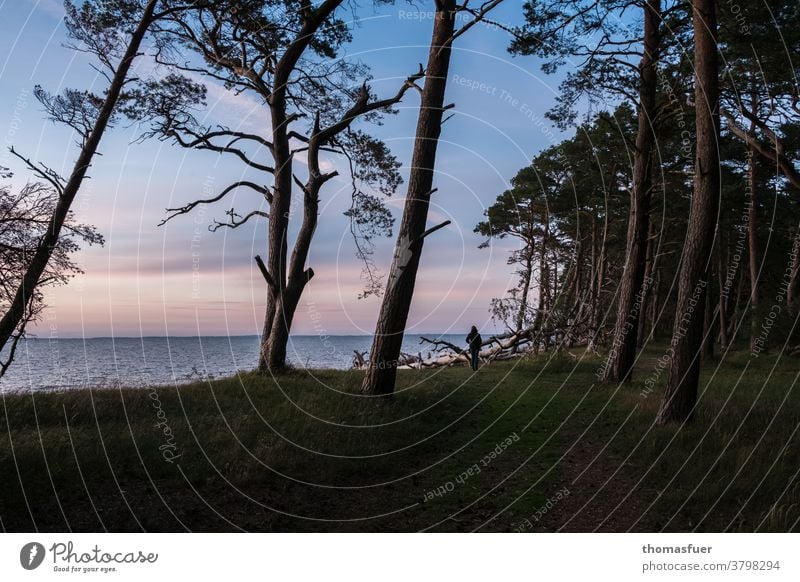 Dämmerung an einem Weststrand der Ostsee mit vom Wind geformten Kiefern, Strand Meer und einsamer Frau Natur Ferien & Urlaub & Reisen Landschaft Himmel Küste