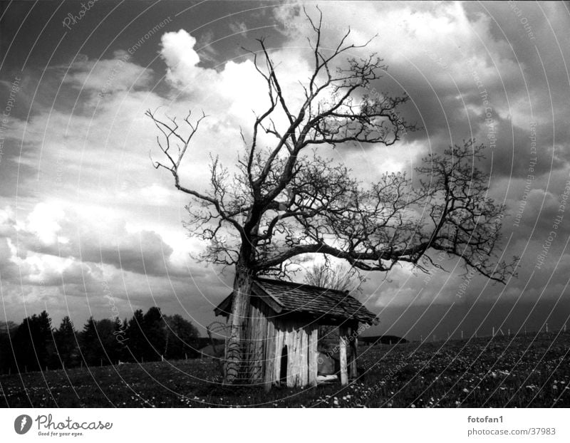 Hütte unter den Wolken Scheune Baum Allgäu Tod Kontrast cabin tree clouds heaven field grass flowers death forest