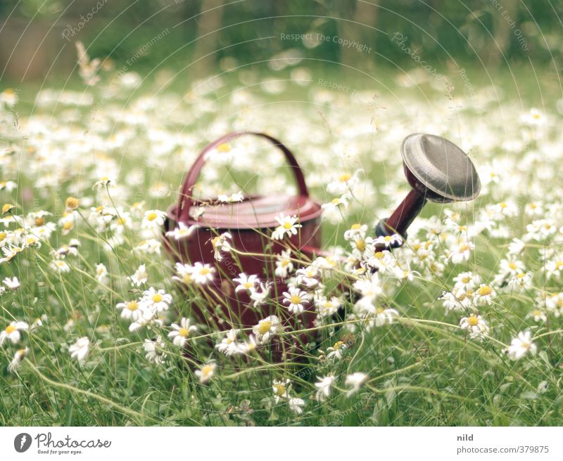 Rote Kanne auf grünem Grund Freizeit & Hobby Gartenarbeit Gärtner Umwelt Natur Pflanze Sommer Schönes Wetter Blume Gras Margerite gießen Gießkanne Wasser