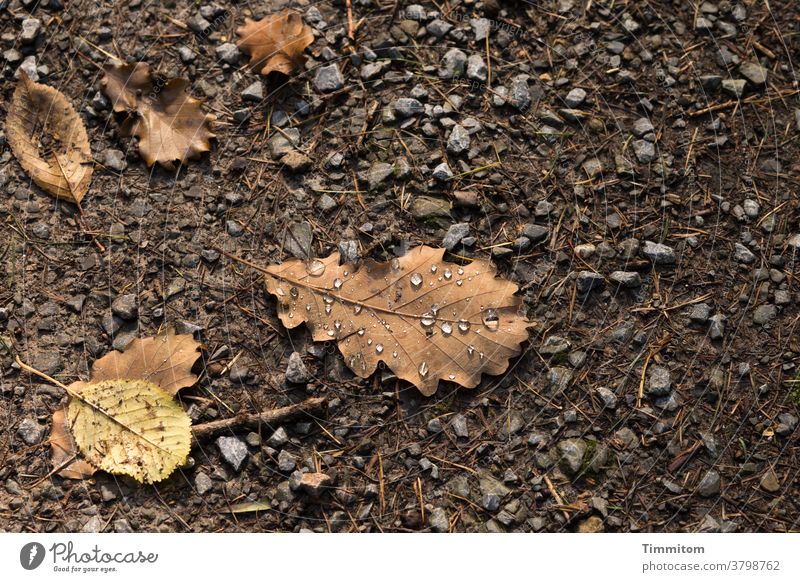 Herbstblätter auf Waldweg Wege & Pfade Erde Splitt Laub Laubblätter Tropfen Natur Menschenleer herbstlich