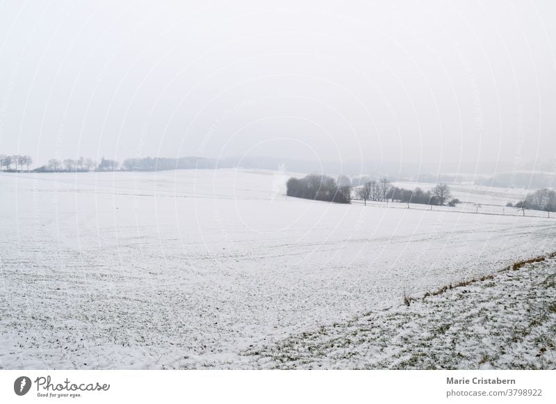 Weiße Winterlandschaft mit frostbedecktem Laub frostbedeckte Bäume winterlich saisonale Umstellung Raureif November Dezember Wetter Klima keine Menschen