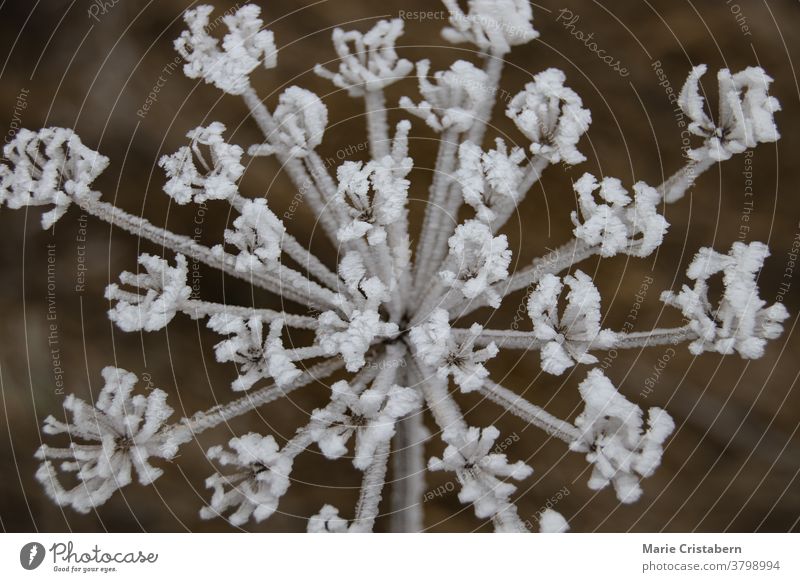 Queen Anne's Lace von eisigem Frost bedeckt Königin-Annes-Spitze gefroren frostig kalt Saison Herbst Winter Natur keine Menschen filigran Windstille