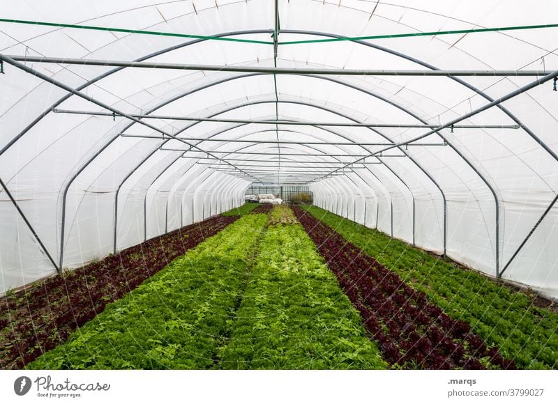 Gewächshaus Industrie Landwirtschaft Zentralperspektive Dach Kunststoff Perspektive Gärtnerei Nutzpflanze Feld Folie Folientunnel Tunnel