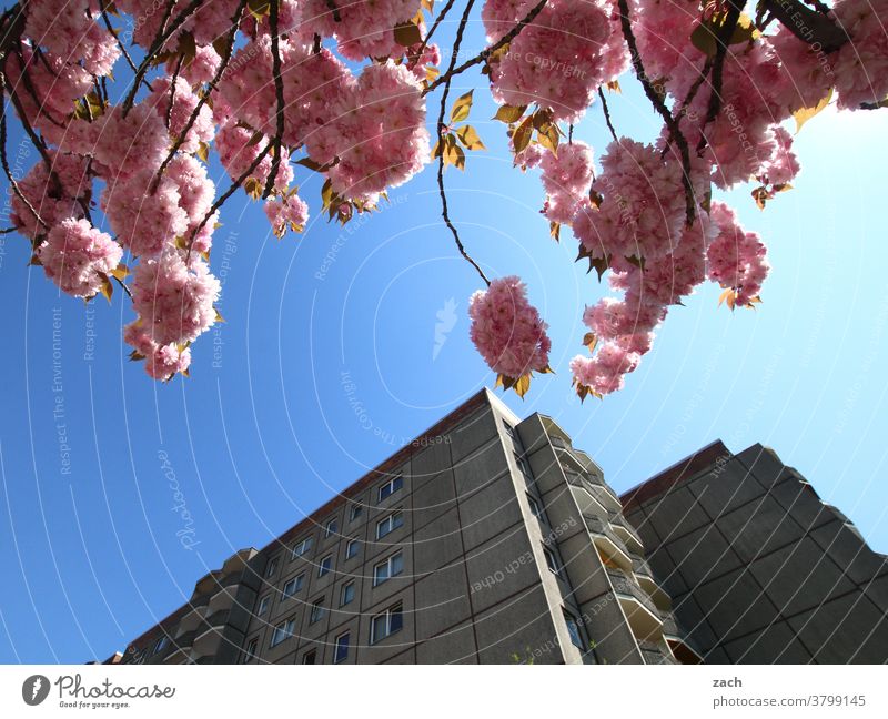 Gegensätze Haus Fassade Mauer Wand Bauwerk Straße Plattenbau Tür kaputt Linien alt trist grau Fenster Ruine Wohnung wohnen Wohnhaus Blühend rosa Kirsche