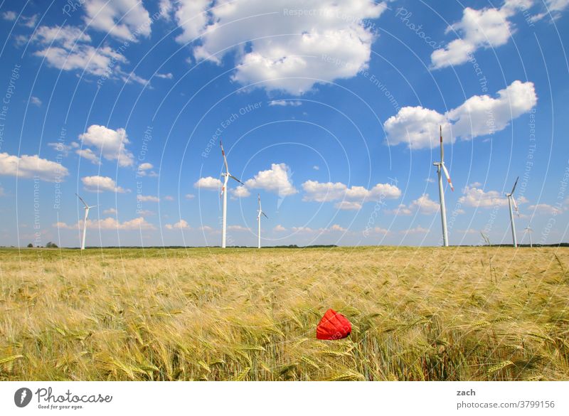 Feldstudie Landschaft Energie Landwirtschaft Erneuerbare Energie Energiewirtschaft Windkraftanlage Energiekrise Wolken Blume Pflanze Schönes Wetter Blüte