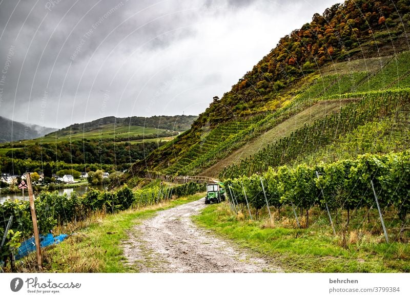 wein und lese herbstlich Jahreszeiten Herbst Wald Wolken Berge u. Gebirge Umwelt Ausflug Ferien & Urlaub & Reisen wandern Natur Außenaufnahme Weinberg