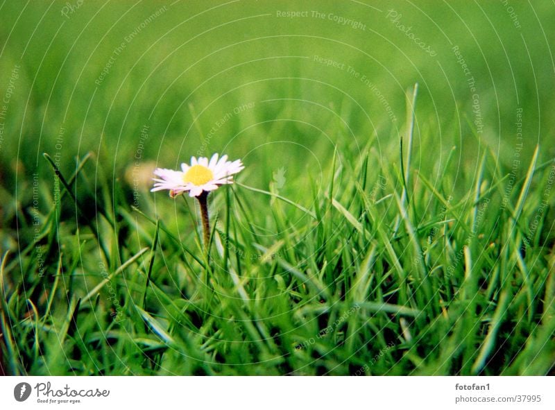 nur ein Gänseblümchen Blume Gras grün analog tiefenunschärfe flower grass field