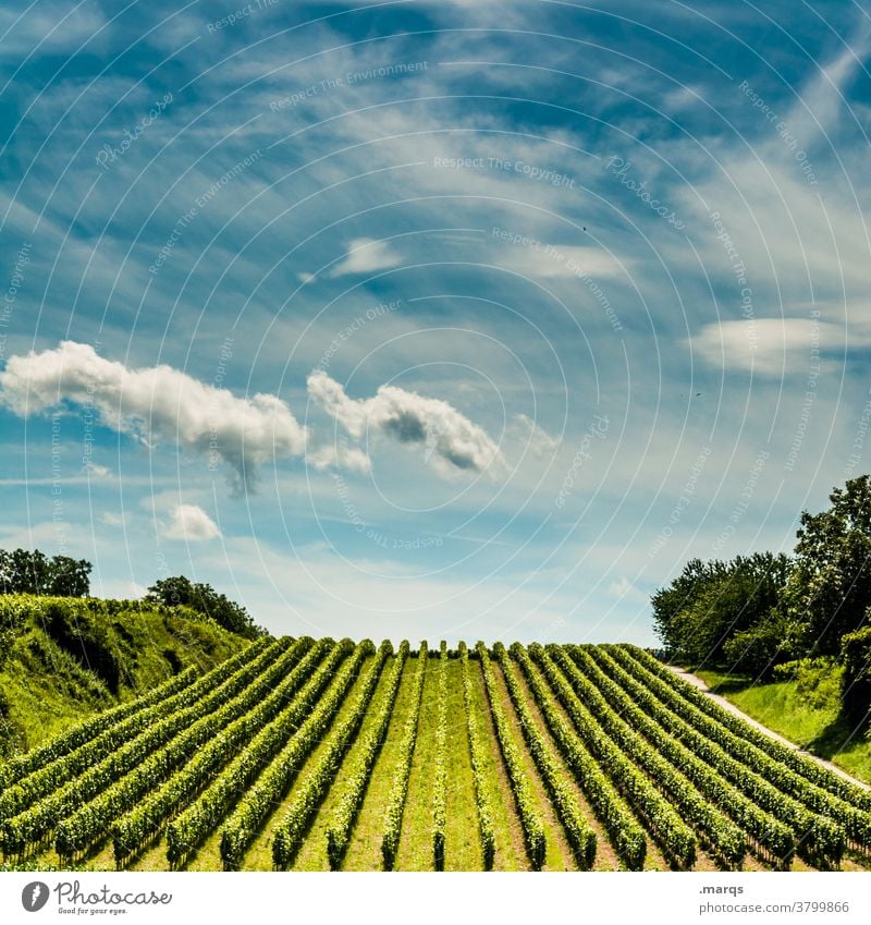 Weinbau Weinberg Weinrebe Kaiserstuhl Sommer Schönes Wetter Himmel Horizont Linie