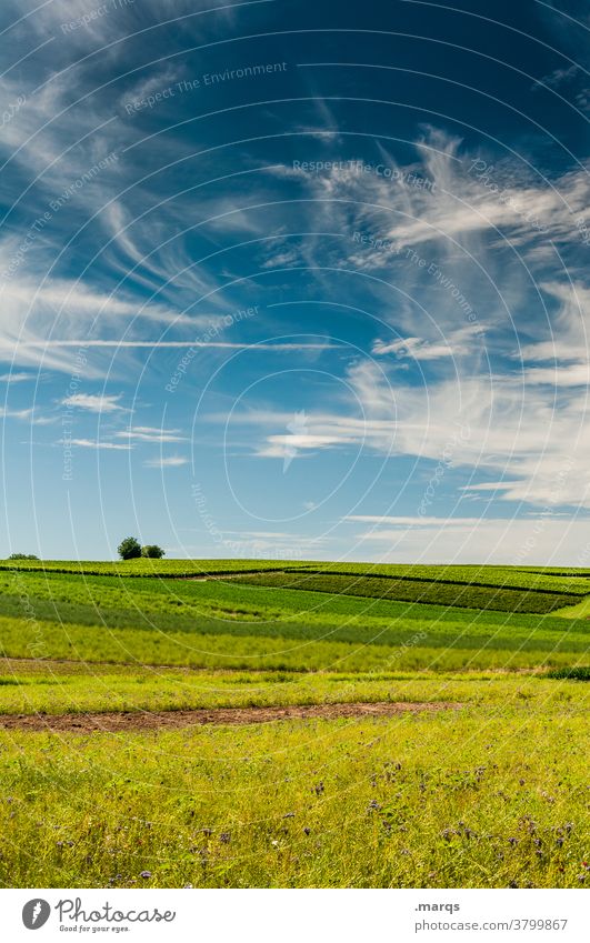 Feld Sommer Himmel Schönes Wetter Acker Landwirtschaft grün gelb Landschaft Natur Baum Horizont Cirrus