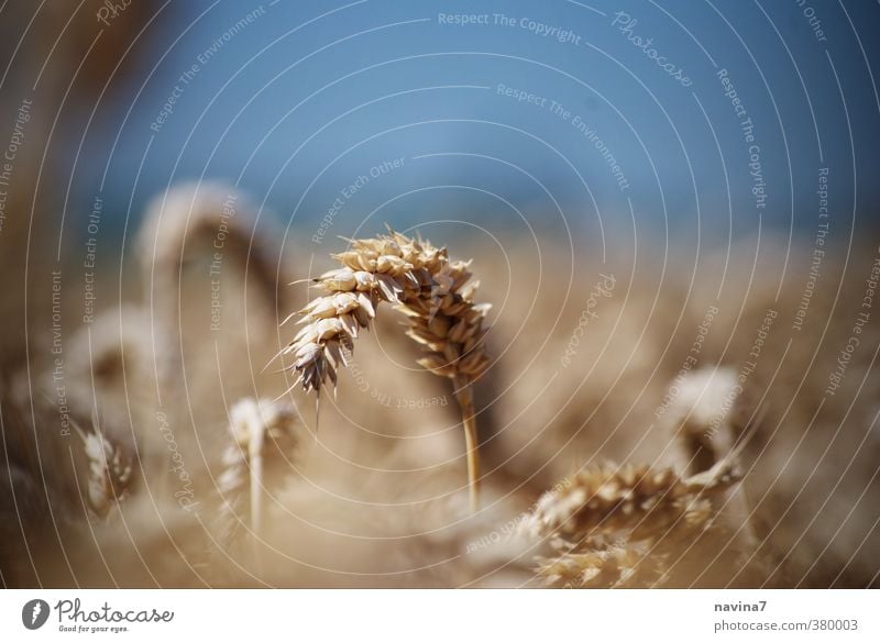 Sommerweizen Umwelt Natur Pflanze Weizen Roggen Getreide Wachstum Ernte landdwirtschaft Farbfoto Außenaufnahme Nahaufnahme Detailaufnahme Menschenleer