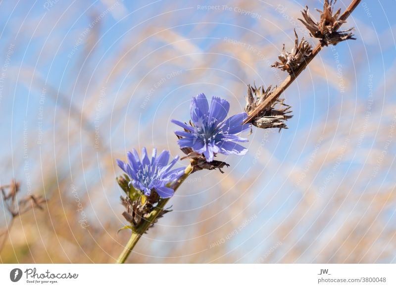 Kornblume vor Blauem Himmel Blume blau Blüte Feld Außenaufnahme Blühend Natur grün Schwache Tiefenschärfe