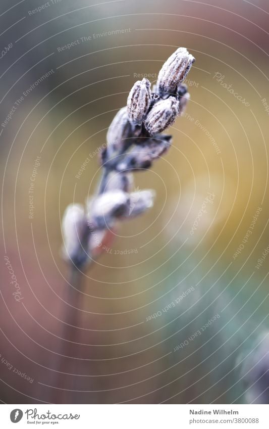 Vertrockneter Lavendel in Nahaufnahme vertrocknet trocken Trockenblume Blume Pflanze Natur Blüte getrocknet Herbst Detailaufnahme Farbfoto Vergänglichkeit