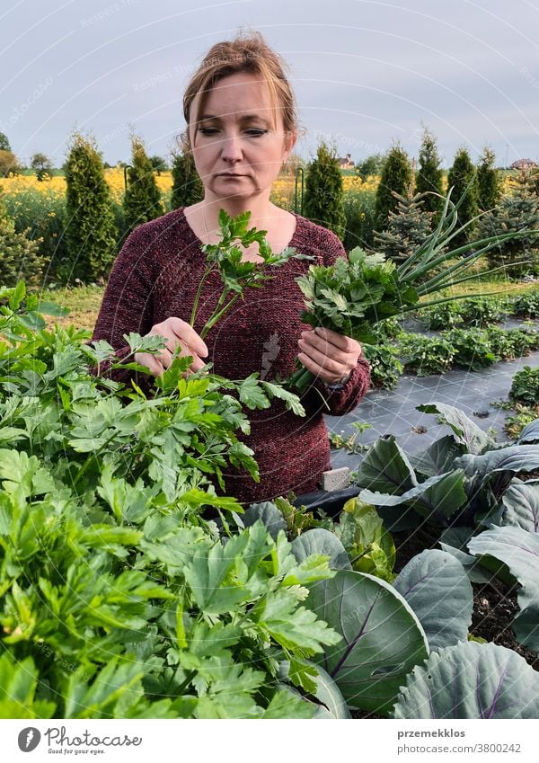 Frau pflückt das Gemüse in einem Garten Aktivität Erwachsener landwirtschaftlich Ackerbau authentisch Hinterhof offen lässig Konzept Land Ernte Tag Tageslicht