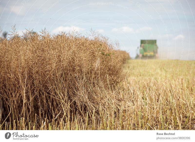 Ernte Rapsfeld Feld Landwirtschaft Landschaft Nutzpflanze Farbfoto Tag Menschenleer Schönes Wetter