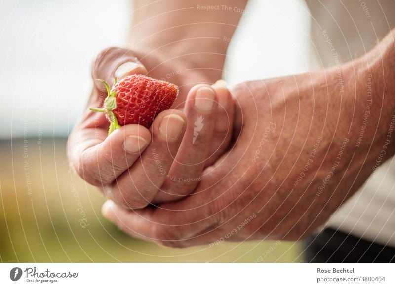 Mann hält eine Erdbeere in der Hand erdbeere Frucht Erdbeeren rot Lebensmittel lecker frisch süß Farbfoto Sommer Gesundheit saftig reif Beeren Nahaufnahme