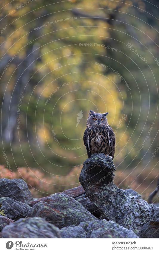 Uhu, Bubo bubo, Uhu, Uhu Eule Eulen Eulenvogel Steinadler - Eule Steinadler-Eule Greifvoegel Greifvogel herbst Herbstfaerbung Herbstfarben Herbstlaub