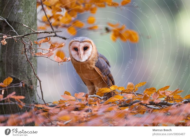 Schleiereule, Tyto alba, barn owl Barn Owl Barnyard Owl Cave Owl Church Owl Common Barn Owl Death Owl Delicate Owl Demon Owl Dobby Owl Eule Eulen Raubvogel